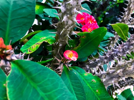 light pink  Crown of thorns pink flower - Euphorbiaの写真素材