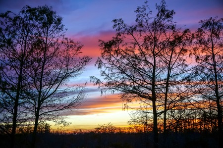 dawn in the swamps of Floridaの写真素材