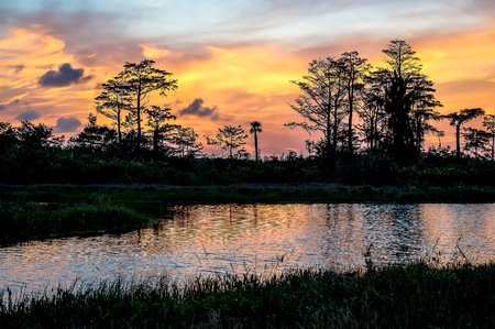 sunset in the everglades shows cypress trees and bayouの写真素材