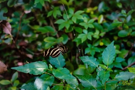 black and yellow butterflyの写真素材