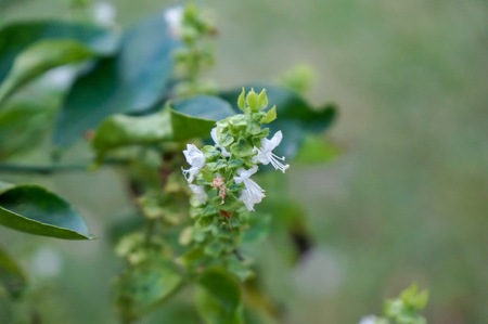Fresh basil flower and basil leaf plant in the gardenの写真素材