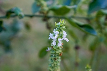 Fresh basil flower and basil leaf plant in the gardenの写真素材