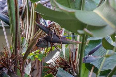 lush tropical fan palm tree foliage and palm trees form beautiful patternの写真素材