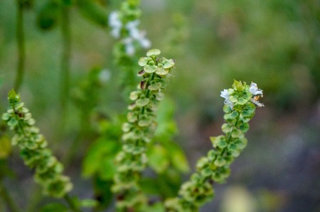 Fresh basil flower and basil leaf plant in the gardenの写真素材