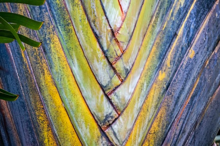 lush tropical fan palm tree foliage and palm trees form beautiful patternの写真素材
