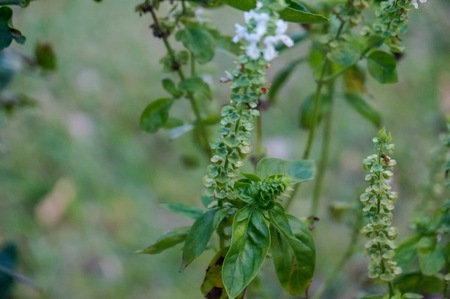 Fresh basil flower and basil leaf plant in the gardenの写真素材