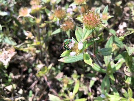 green bee landing on a weed in the swampの写真素材