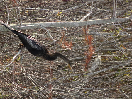 black anhinga snake bird hunting in the swamps