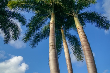 tall palm trees against a blue sky in the dayの写真素材