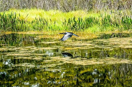 black snake bird (anhinga)(darter)
