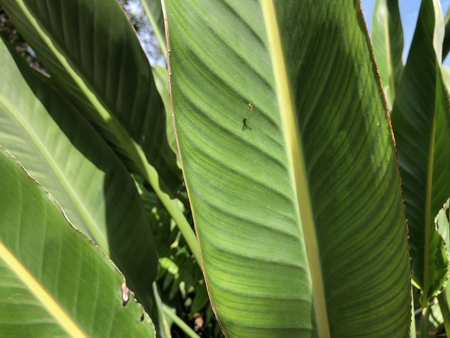 metallic shiny long-legged fly - Condylostylus patibulatusの写真素材
