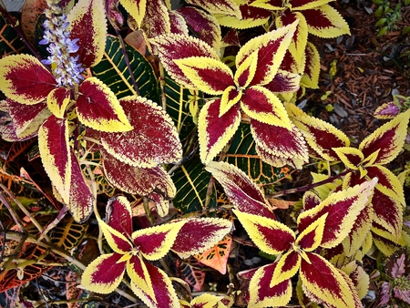 Red Coleus plants with yellow edges and purple flowers in the center