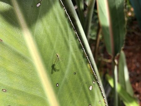 small fly landing on a green leaf in the gardenの写真素材
