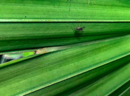 metallic bug on a green leaf - condylostylus long-legged flyの写真素材