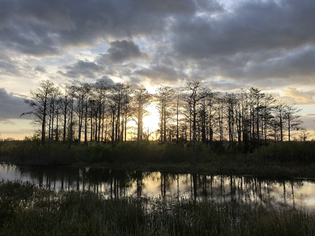 huge orange sun setting behind the cypress trees in a swampの写真素材