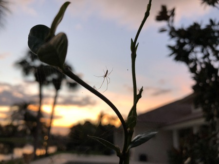 spider crawling in its web at sunsetの写真素材