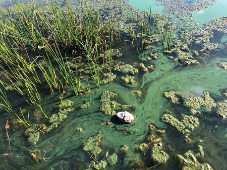 feathers floating on a lake covered in toxic green algae