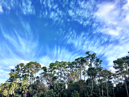Florida swamp landscape and pine tree gladeの写真素材
