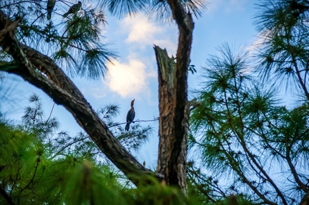 bird perched on branch of tree at sunset