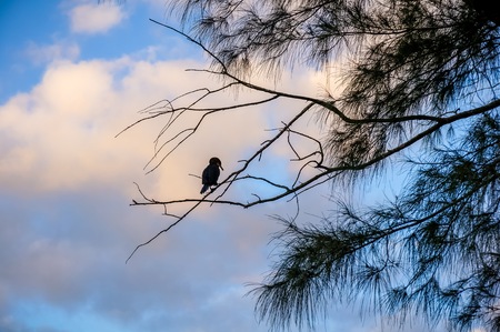 bird perched on branch of tree at sunset