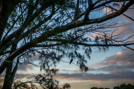 bird perched on branch of tree at sunsetの写真素材
