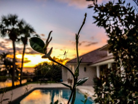 spider crawling in a web at sunsetの写真素材
