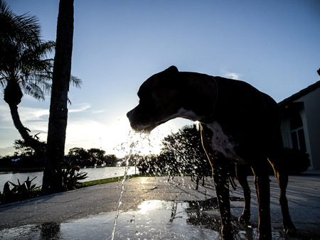 dog drinking out of a fountain in the sunsetの写真素材