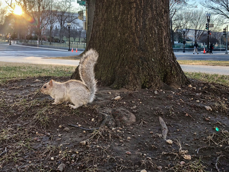 albino white squirrel at the National Mall in the District of Columbia