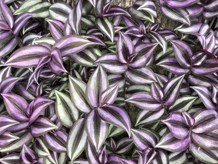 purple and green decorative plants in the yardの写真素材