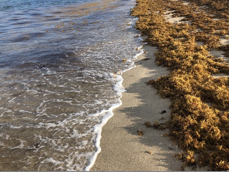 thick brown seaweed on the shore of the beach june 2018