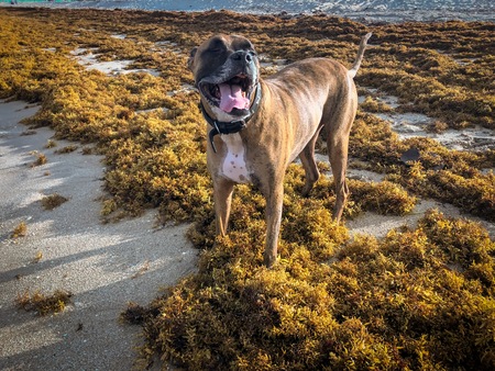 thick brown sargassum seaweed on the shore of Florida beaches in 2018 summer bloomの写真素材