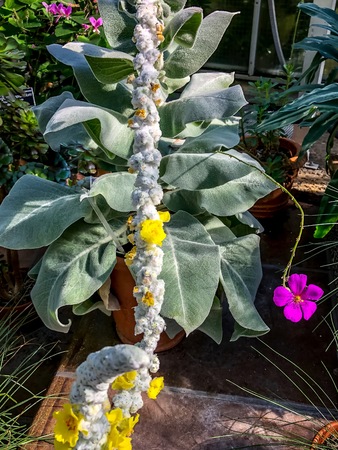 yellow flower of Silver Mullein - Verbascum bombyciferum