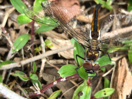dragonfly lands on brown mulch in the summer