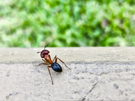 large Florida carpenter ant - Camponotus floridanus