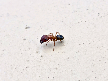 large Florida carpenter ant - Camponotus floridanusの写真素材