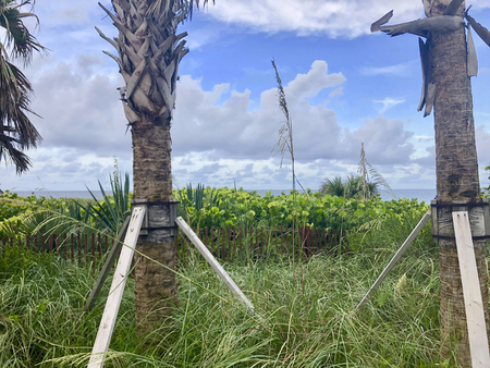 palm trees at sunset on the beachの写真素材