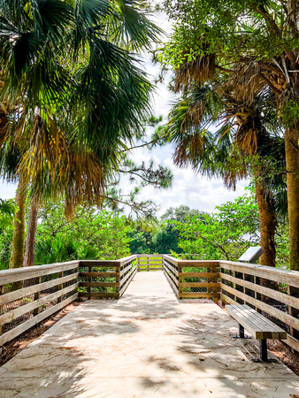 tree covered path in the swamps makes shade on a hot summer dayの写真素材