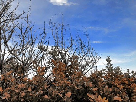 moon through the branches of sea grapes in the day skyの写真素材