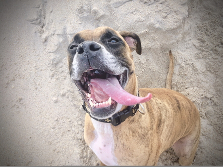 big brown dog enjoys the beachの写真素材