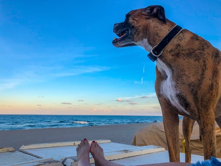 woman's legs and dog at the beachの写真素材