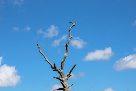 tree branches and skyの写真素材