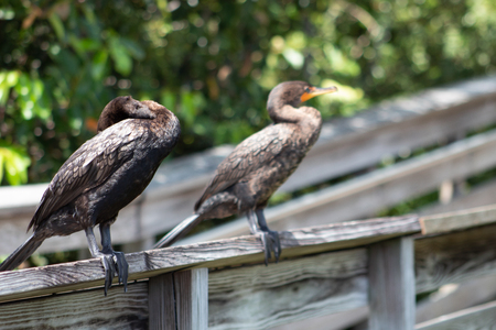 cormorant bird in Florida swamp with teal eyesの写真素材
