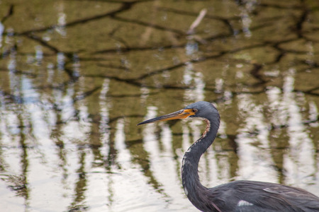tricolor heron a.k.a. Egretta tricolor wading in florida swampの写真素材