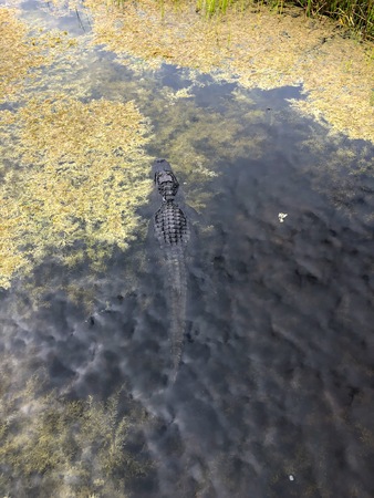 large alligator on the shore of the swamp in Green Cay wetlands in Floridaの写真素材