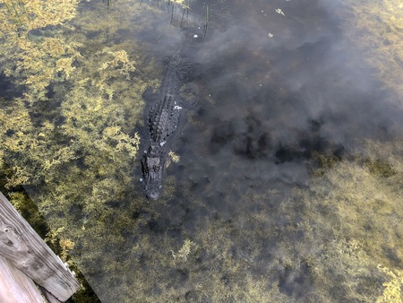 large alligator on the shore of the swamp in Green Cay wetlands in Floridaの写真素材