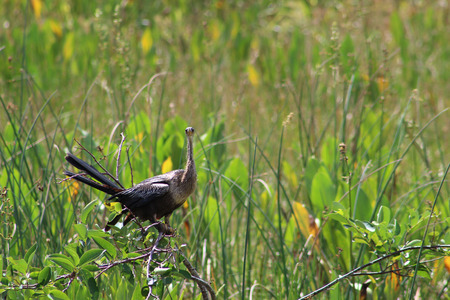 anhinga snake bird in the swamp of Florida