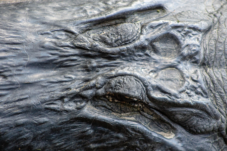 large alligator on the shore of the swamp in Green Cay wetlands in Floridaの写真素材
