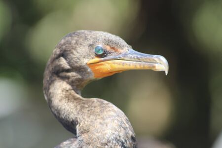 bird perched on bridge in the swampの写真素材