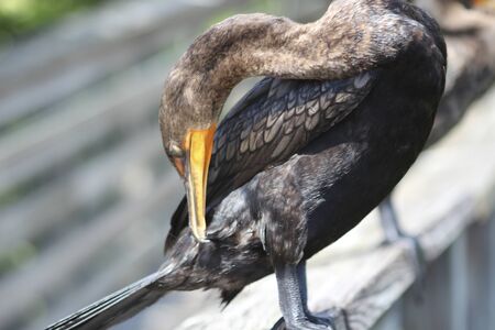 bird perched on bridge in the swamp