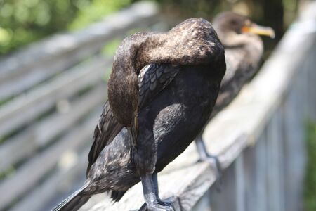 bird perched on bridge in the swamp